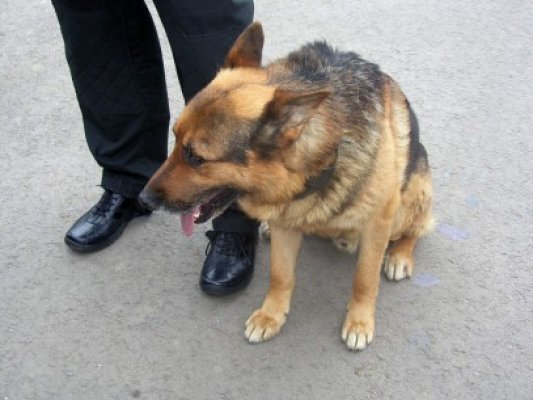 Un bărbat din Comana a ajuns în spital: l-a atacat propriul câine